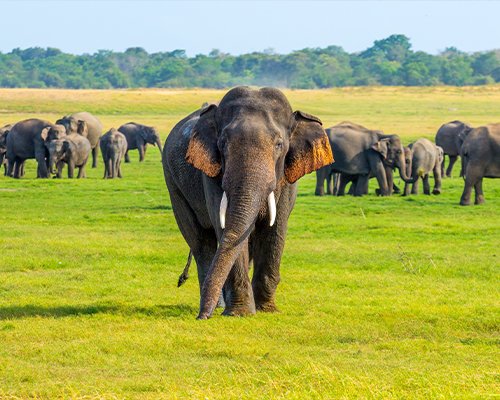 Habarana Village Experience – Minneriya Safari