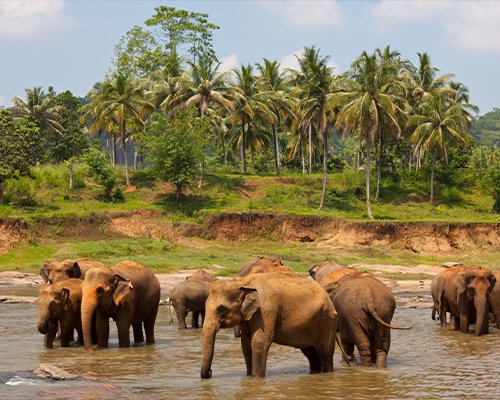 Colombo – Pinnawala – Kandy