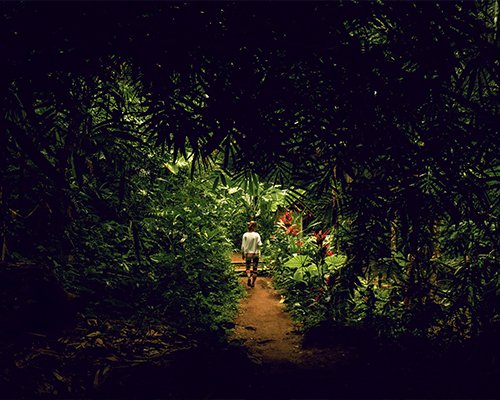 Sinharaja Rainforest