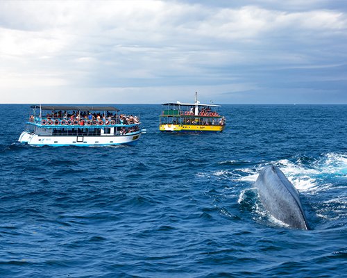 Whale Watching & Beach Leisure