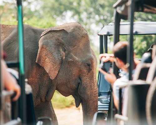 Jeep Safari at Yala National Park